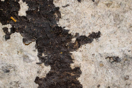 old plaster on the wall with visible detailsの写真素材