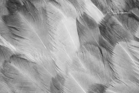macro photo of gray hen feathers. background or texturaの写真素材