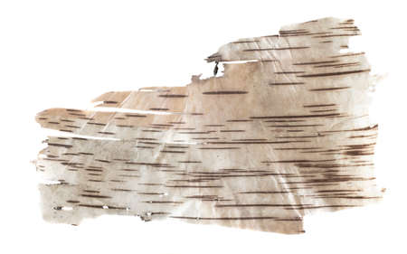 birch bark on a white isolated backgroundの写真素材