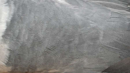 gray pigeon feathers with visible detail. backgroundの写真素材