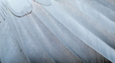 white and brown pigeon feathers. background or textureの写真素材