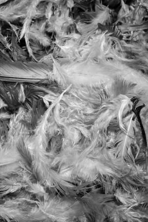 gray hen feathers with visible details. backgroundの写真素材