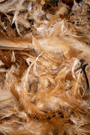 brown hen feathers with visible details. backgroundの写真素材