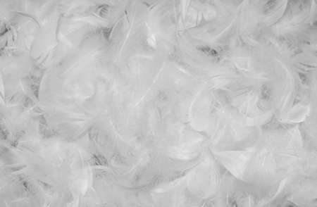 white duck feathers with visible details. textura or backgroundの写真素材