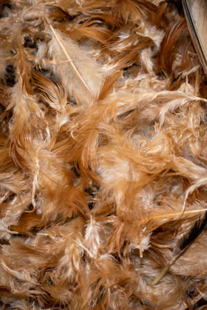 brown hen feathers with visible details. backgroundの写真素材