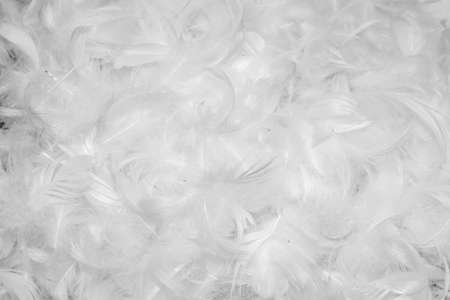 white duck feathers with visible details. textura or backgroundの写真素材