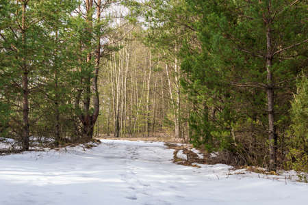 pine forest in winter on a beautiful sunny dayの写真素材