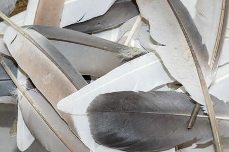 brown and white pigeon feathers. background or texturaの写真素材