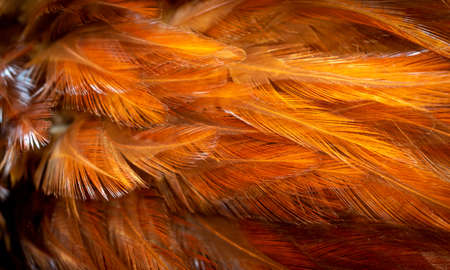 red and orange rooster feathers. background or textureの写真素材