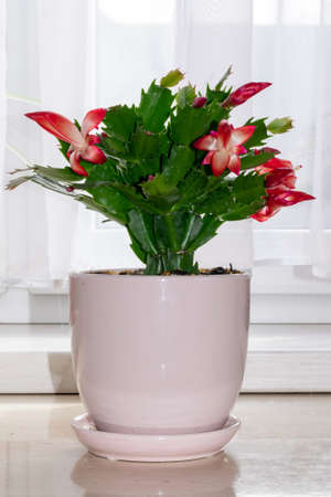 cactus with red flowers. photo with visible detailsの写真素材