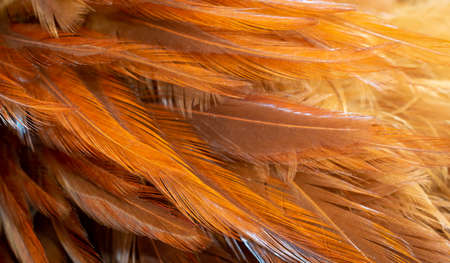 red and orange rooster feathers. background or textureの写真素材