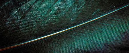 blue and black rooster feathers. background or texture