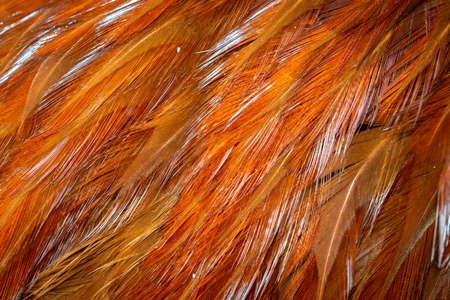 red and orange rooster feathers. background or textureの写真素材