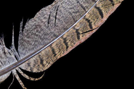 pheasant feather on black isolated backgroundの写真素材