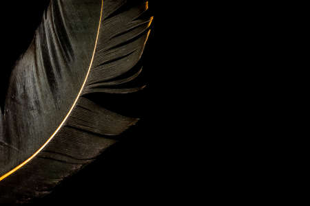 black bird feather on black isolated backgroundの写真素材