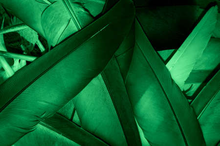 green feather pigeon macro photo. texture or backgroundの写真素材