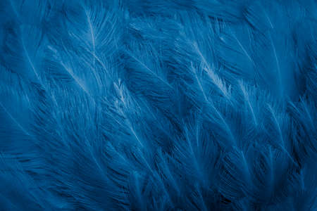 macro photo of blue hen feathers. background or textura