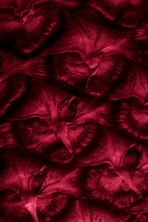 red pineapple peel with visible details. backgroundの写真素材