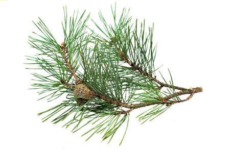 spring pine on a white isolated backgroundの写真素材