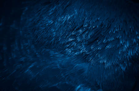 blue feather pigeon macro photo. texture or backgroundの写真素材