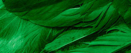 macro photo of green hen feathers. background or texturaの写真素材