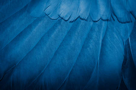blue feather pigeon macro photo. texture or backgroundの写真素材