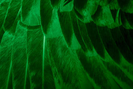 green feather pigeon macro photo. texture or backgroundの写真素材