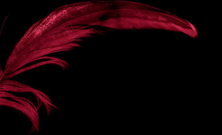 red rooster feathers on black isolated backgroundの写真素材