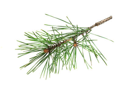 spring pine on a white isolated backgroundの写真素材