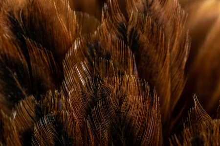 macro photo of brown hen feathers. background or texturaの写真素材