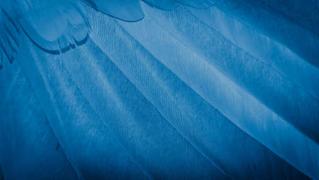 blue feather pigeon macro photo. texture or backgroundの写真素材