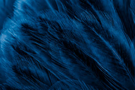 macro photo of violet hen feathers. background or texturaの写真素材