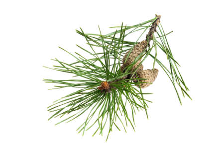 spring pine on a white isolated backgroundの写真素材