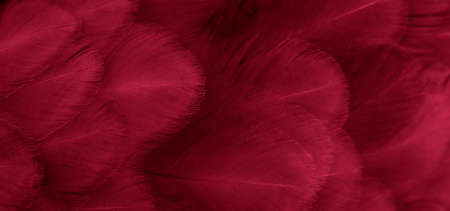 macro photo of red hen feathers. background or texturaの写真素材