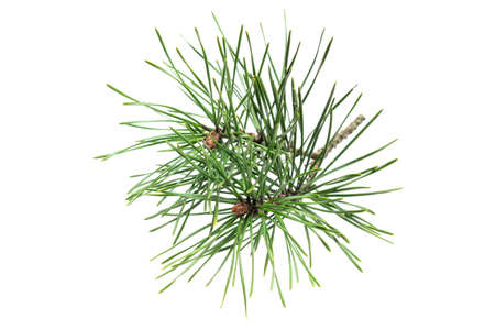 spring pine on a white isolated backgroundの写真素材