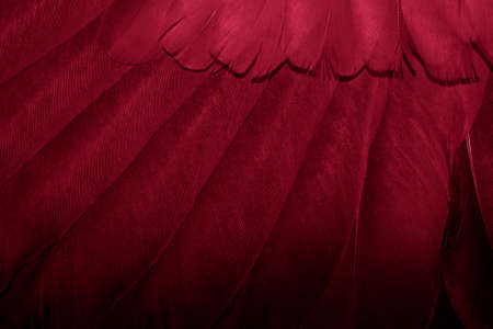 red feather pigeon macro photo. texture or backgroundの写真素材
