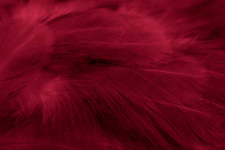 macro photo of red hen feathers. background or texturaの写真素材