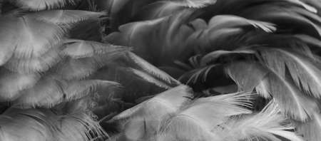 macro photo of gray hen feathers. background or texturaの写真素材