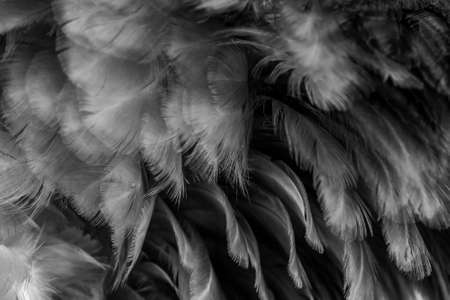 macro photo of gray hen feathers. background or texturaの写真素材