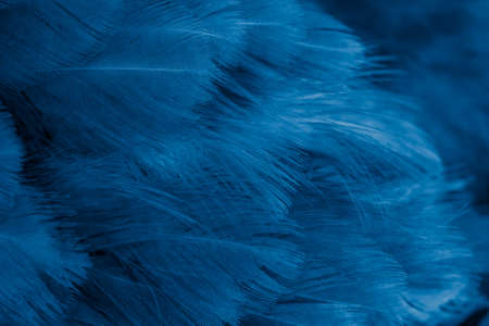 macro photo of violet hen feathers. background or texturaの写真素材