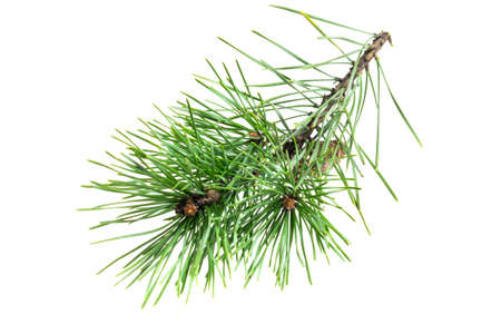 spring pine on a white isolated backgroundの写真素材