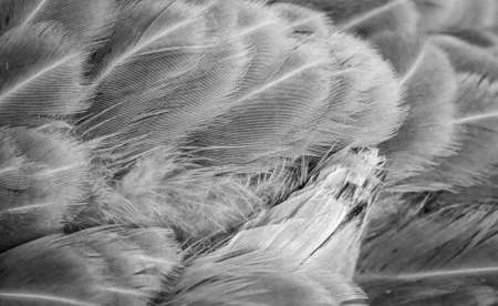 macro photo of gray hen feathers. background or texturaの写真素材