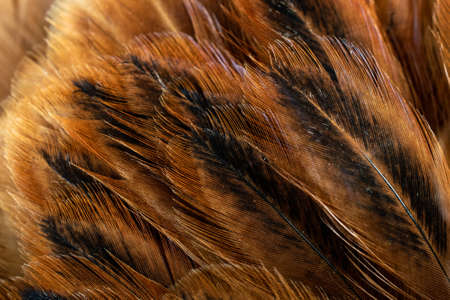 macro photo of brown hen feathers. background or texturaの写真素材