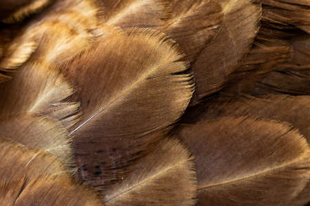 macro photo of brown hen feathers. background or texturaの写真素材