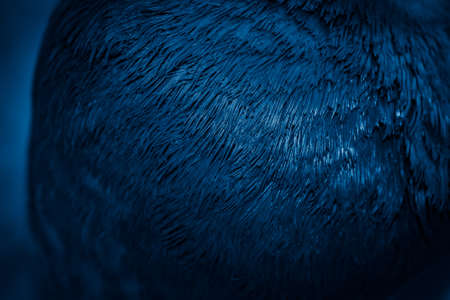 blue feather pigeon macro photo. texture or backgroundの写真素材