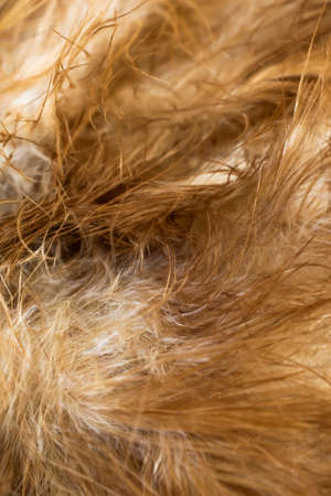 macro photo of brown hen feathers. background or texturaの写真素材