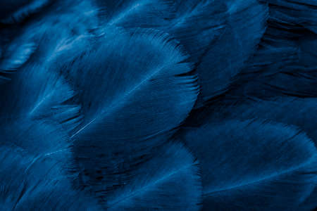 macro photo of violet hen feathers. background or texturaの写真素材