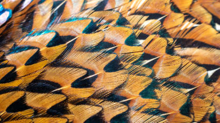 colored pheasant feathers with a visible texture. backgroundの写真素材