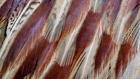 colored pheasant feathers with a visible texture. background