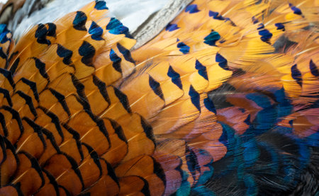 colored pheasant feathers with a visible texture. backgroundの写真素材